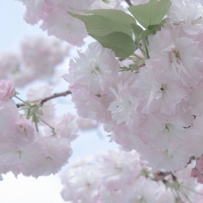 兽设花海场景绘制福瑞交流群